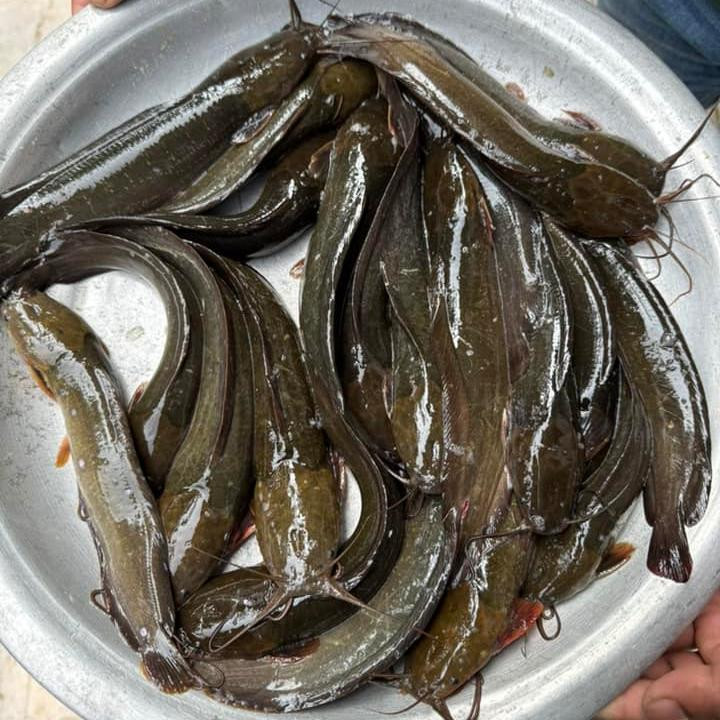 দেশি মাগুর (১০ থেকে ১২ পিসে কেজি সাইজ)