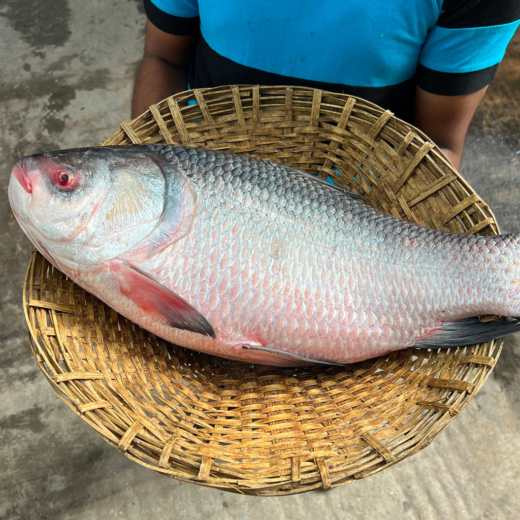 নদীর কাতল- সাড়ে ৪ কেজি প্লাস থেকে ৫ কেজি সাইজ