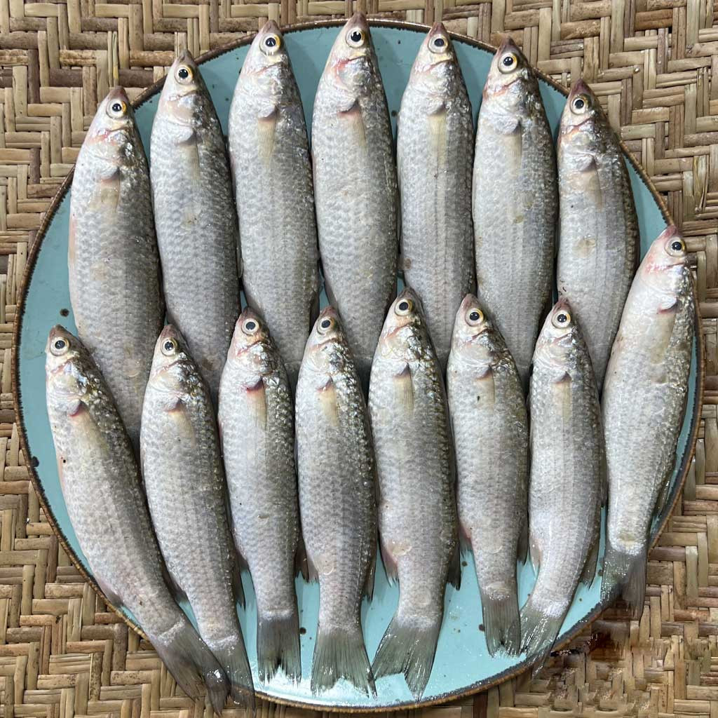 সাতক্ষীরার পারশে রেগুলার সাইজ
