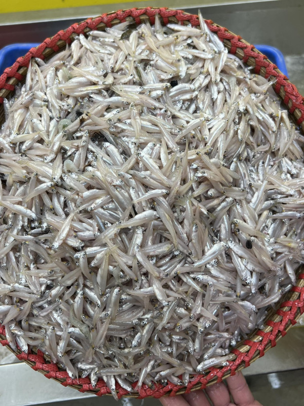 নদীর কাচকি