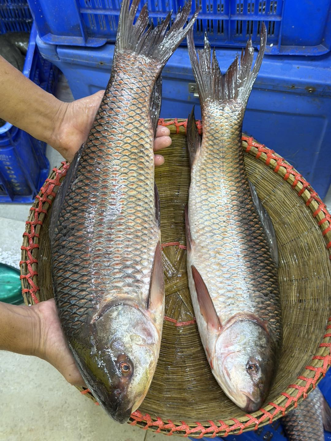 নদীর রুই মাছ