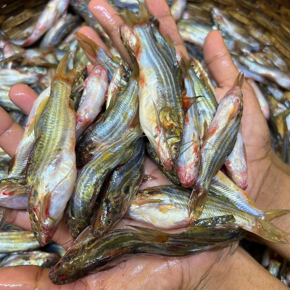 নদীর মধু টেংরা