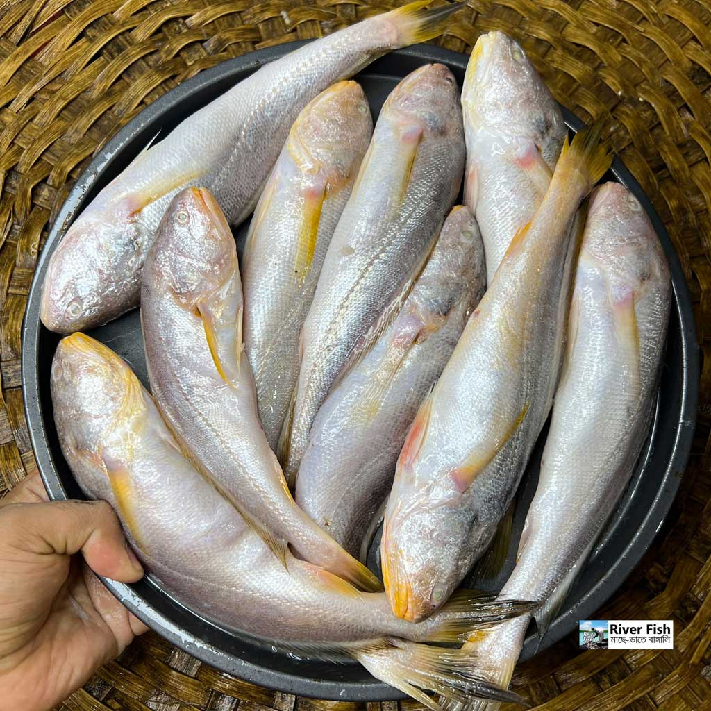নদীর পোয়া (কেজিতে ৮/১০ পিস)