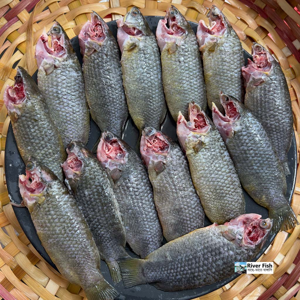 বিলের দেশি কই (১৩-১৫ পিসে কেজি) সাইজ