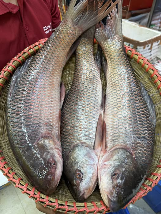 নদীর রুই মাছ